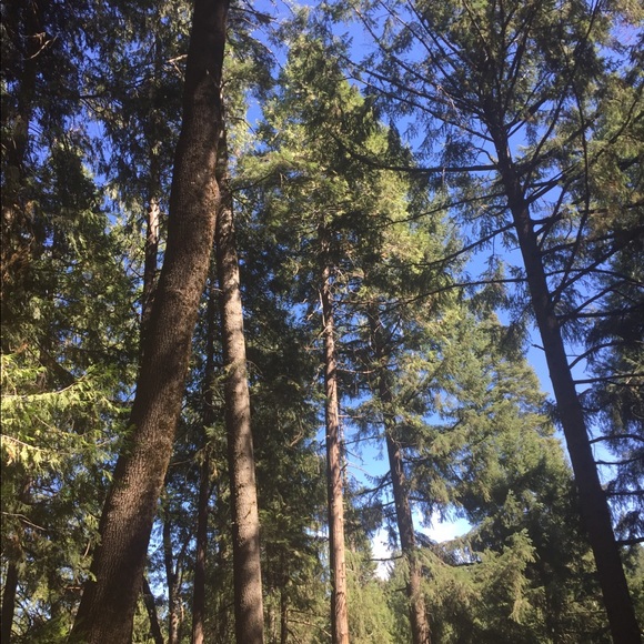 Alfani molted sherbet colored cotton chemisenight dress,HP25 - Picture 15 of 15